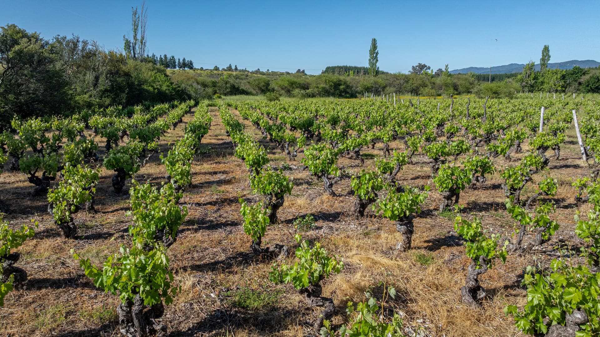 Vegetación nativa en parcelas